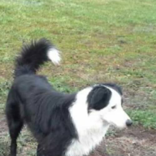 No photo for Bert The Border Collie...On Trial 