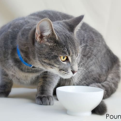 No photo for Pound Cats | Smokey