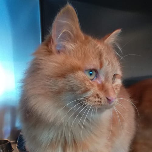 No photo for Boris