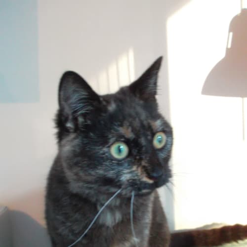 No photo for Korby