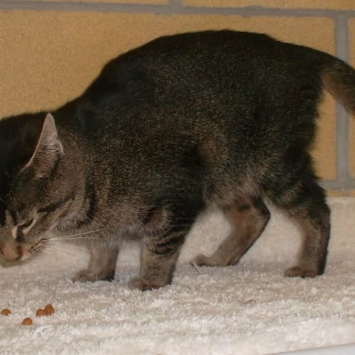 No photo for Jolicat