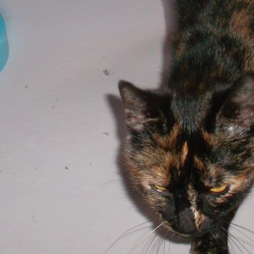 No photo for Cinnamon