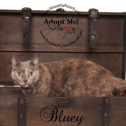 No photo for Pound Cats | Bluey