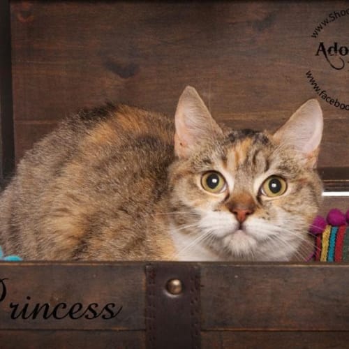 No photo for Pound Cats | Marcus And Princess
