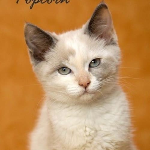 No photo for Popcorn