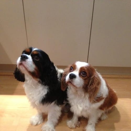 No photo for Scooby And Belle *Bonded Pair*