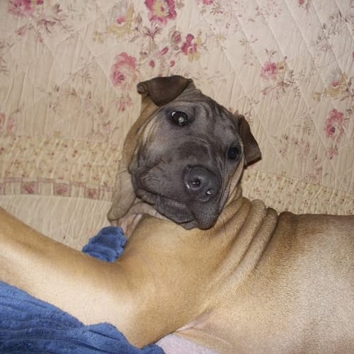 No photo for Ruby