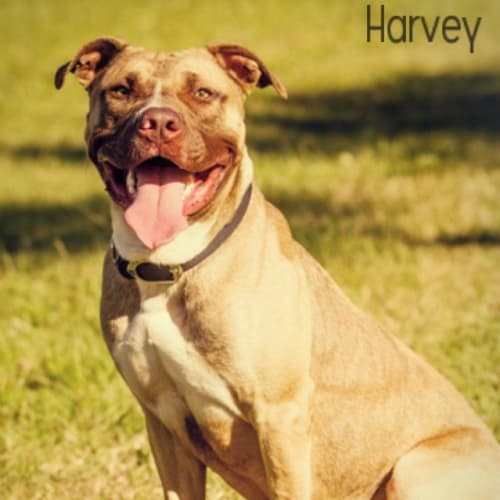 No photo for Harvey
