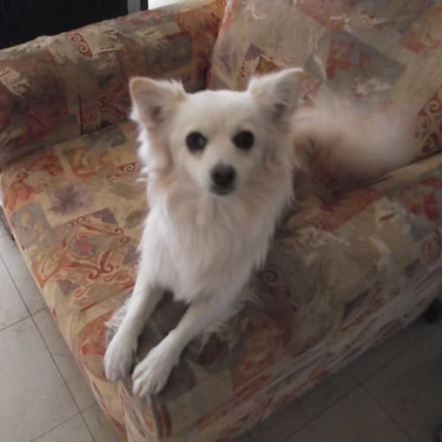 No photo for Pretty Little Pom Pom