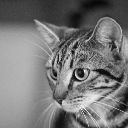 No photo for Kimba