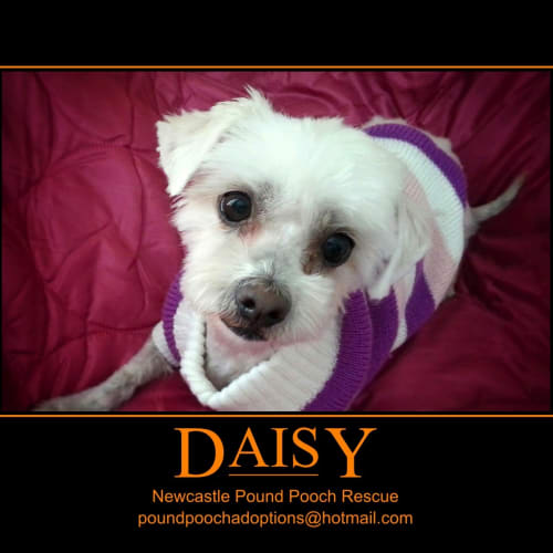 No photo for Daisy (On 2 Weeks Trial In Her New Home)