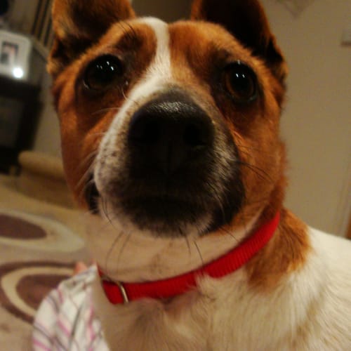 No photo for Patches
