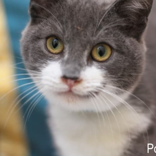 No photo for Pound Cats | Rupert + Rosie