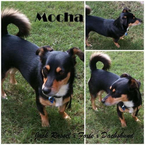 No photo for Mocha