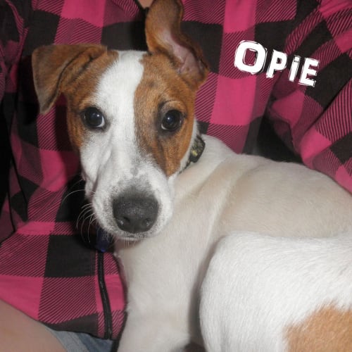 No photo for Opie (On Trial 27/7/13)