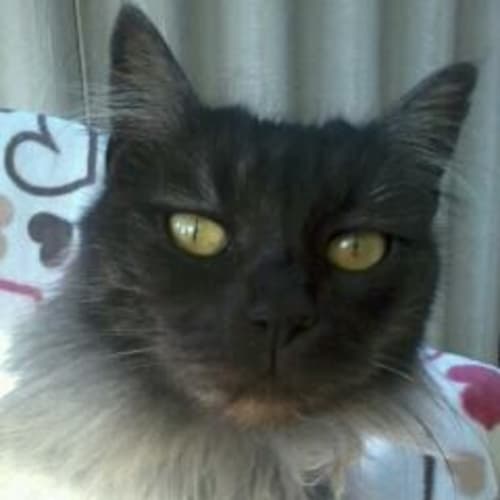 No photo for Smokey