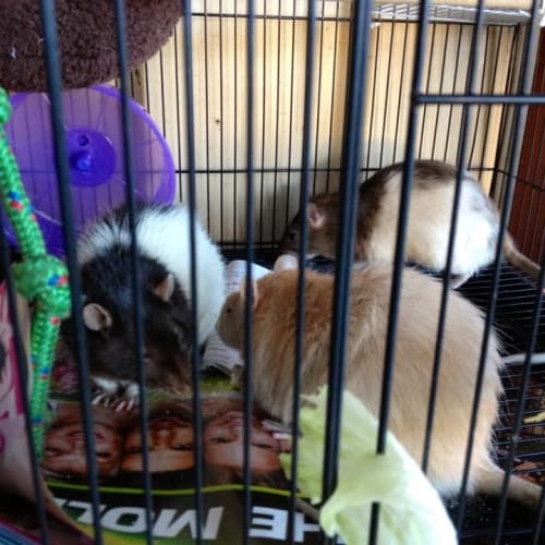 No photo for Rats Hewie, Dewie And Lewie