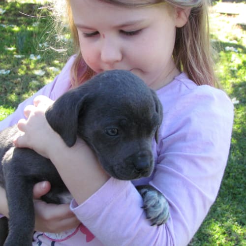 No photo for Pink (No More Applications Pls Adoption Pending 