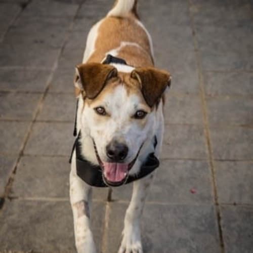 No photo for Prince **Very Cat Friendly A Real Good Boy **
