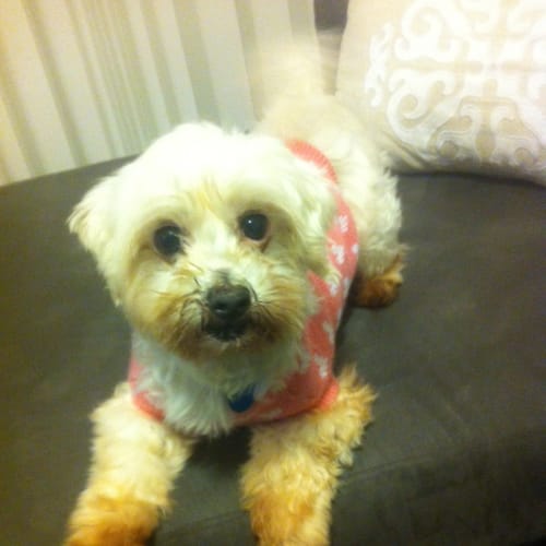 No photo for Minnie