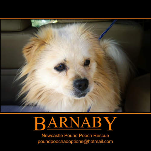 No photo for Barnaby (On 2 Weeks Trial In His New Home)