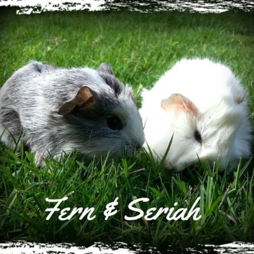 No photo for Fern And Seriah