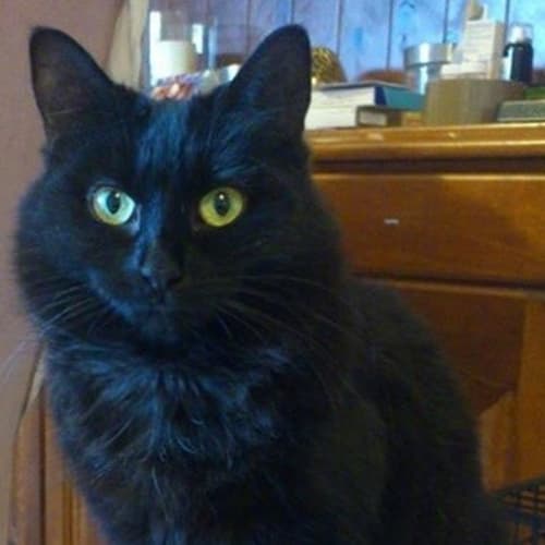 No photo for 'Coco' A Living,Purring,Teddy Bear On Trial