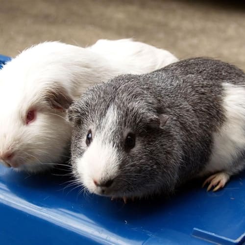 No photo for Chester And Bradley