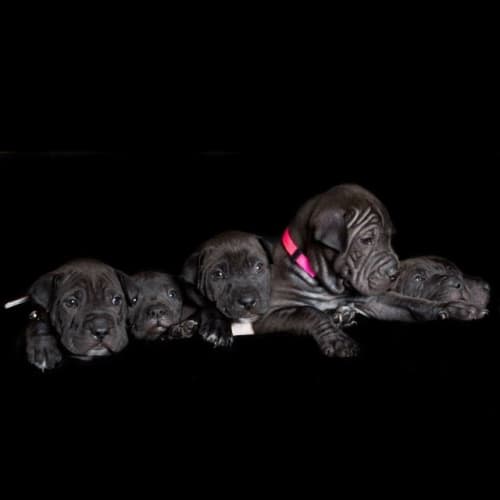 No photo for *On Trial* Hercules   Super Pup
