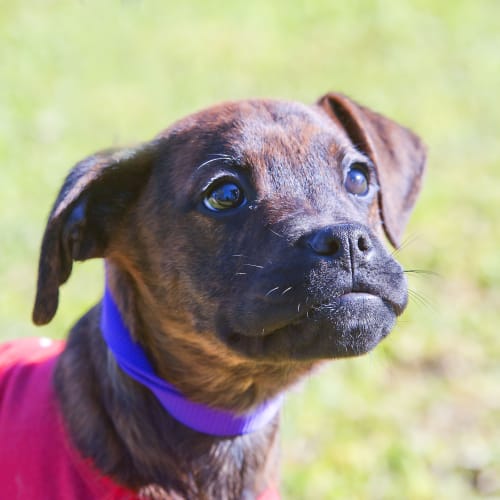 No photo for Brutus Id15558
