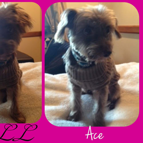 No photo for Ace