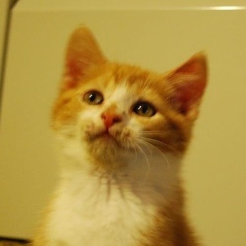 No photo for Messer * Adoption Pending*