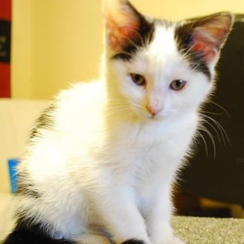 No photo for Gabel *Adoption Pending**
