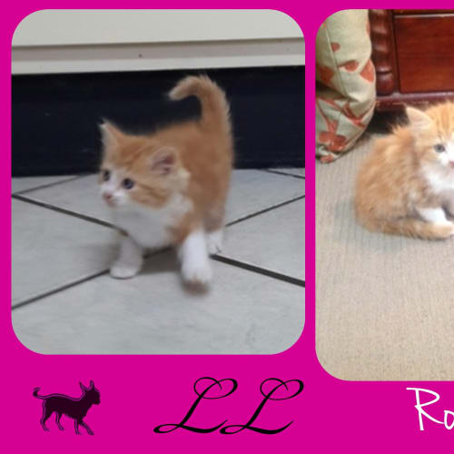 No photo for Rocky