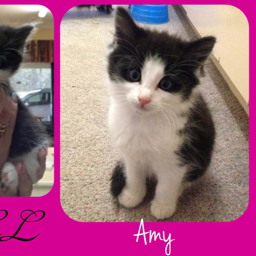 No photo for Amy