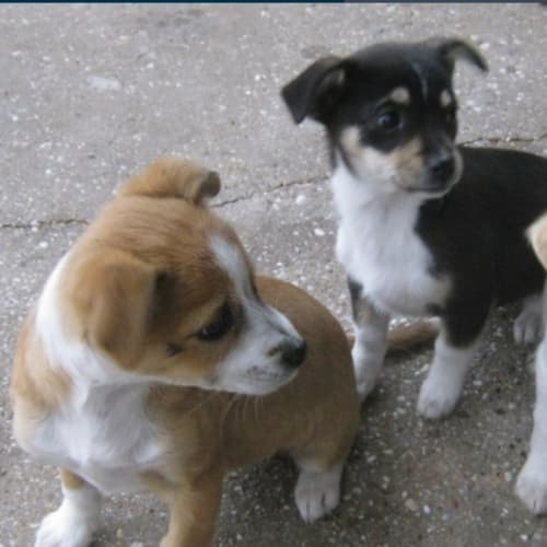 No photo for 2 X Foxy Pups {One Female One Male}