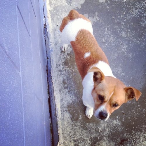 No photo for Scooby