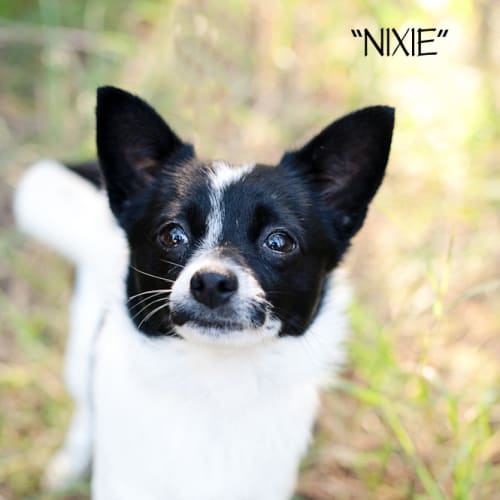 No photo for Nixie