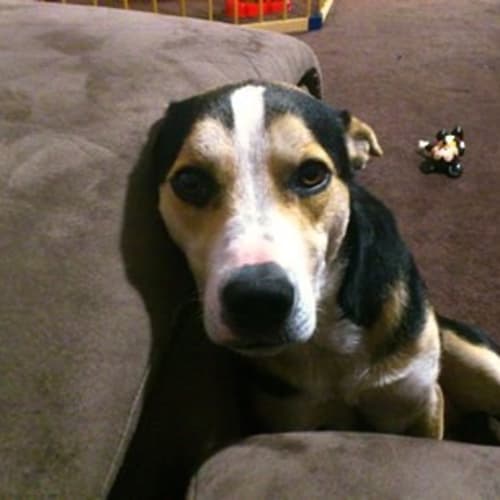 No photo for Sprocket