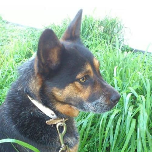 No photo for Tex