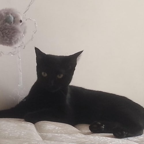 Delta ** On trial with her new family ** 