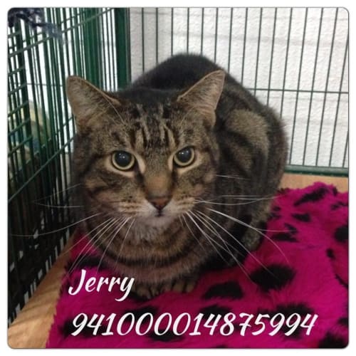 No photo for Jerry
