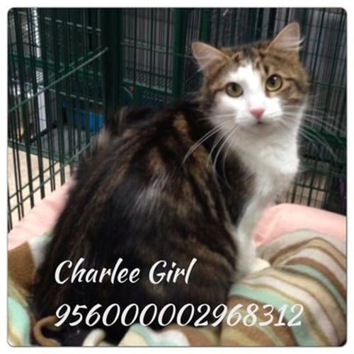 No photo for Charlee Girl