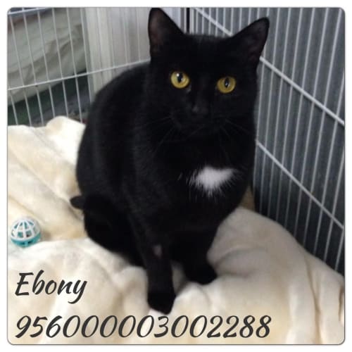 No photo for Ebony