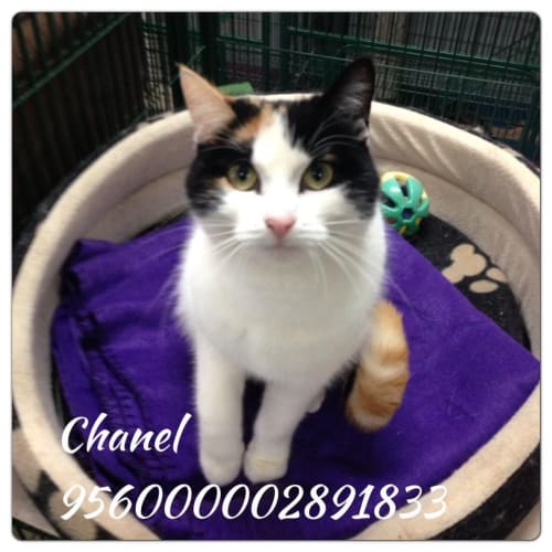 No photo for Chanel