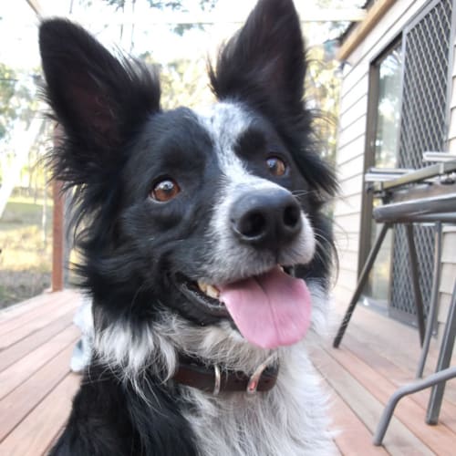 No photo for Paddy (New South Wales)