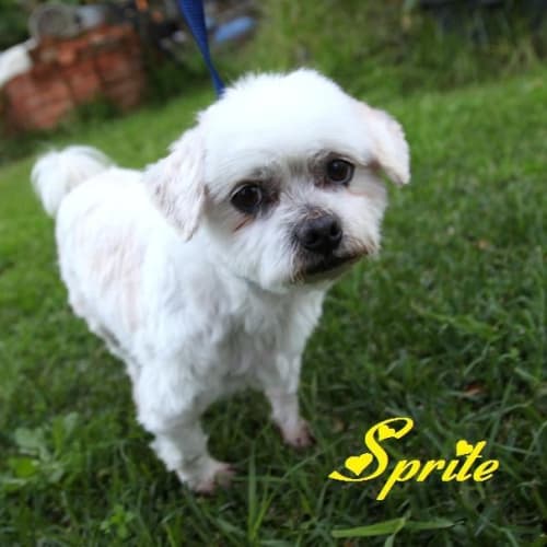 No photo for Sprite