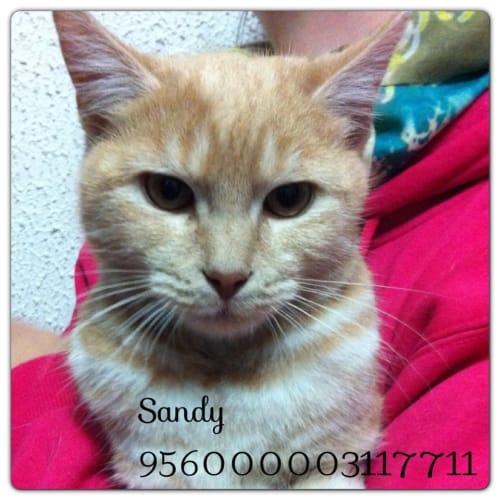 No photo for Sandy