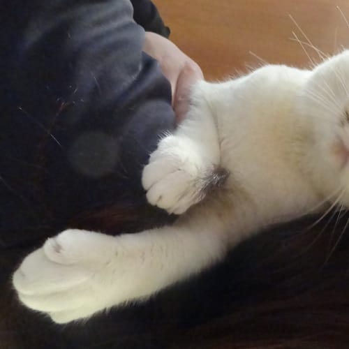 No photo for Lucky