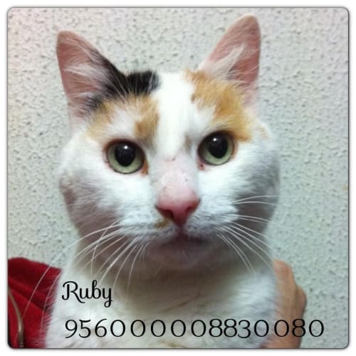 No photo for Ruby